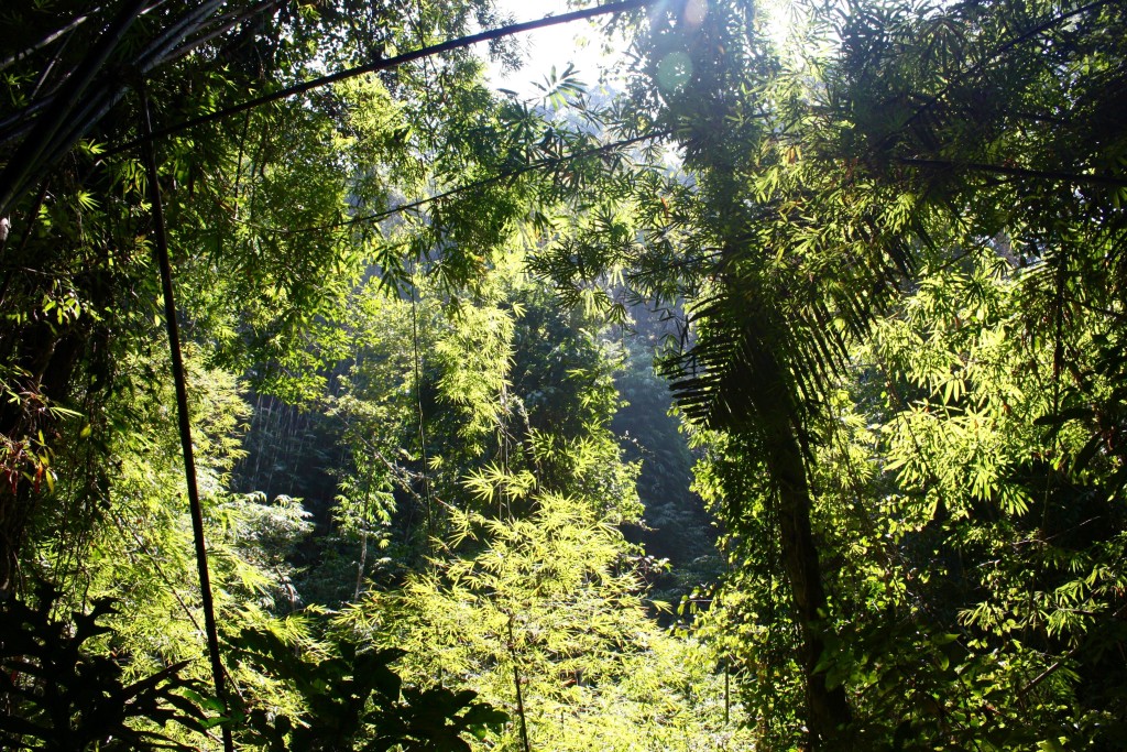 Dschungel Thailand